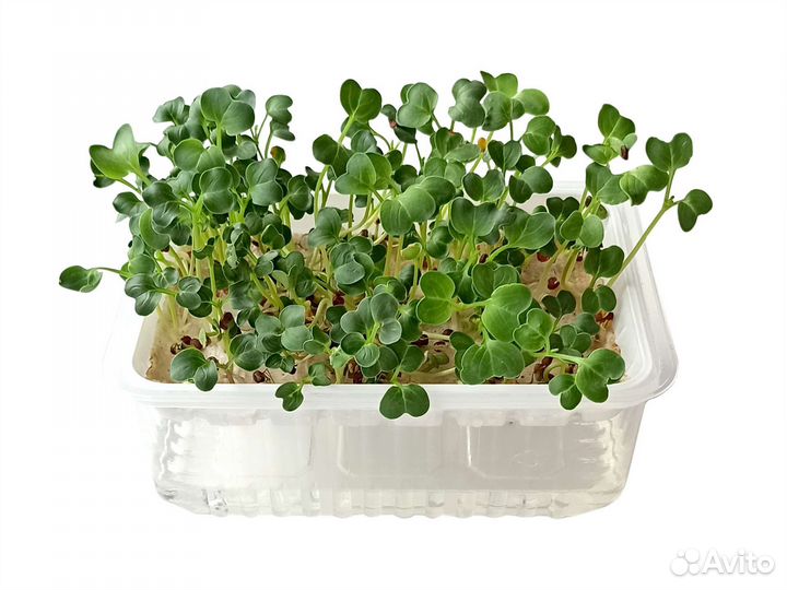 Школьные опыты. Набор для выращивания микрозелени