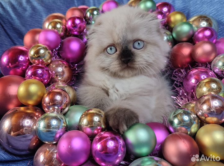 Котята колор поинт