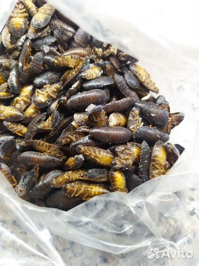 Тараканы мраморные