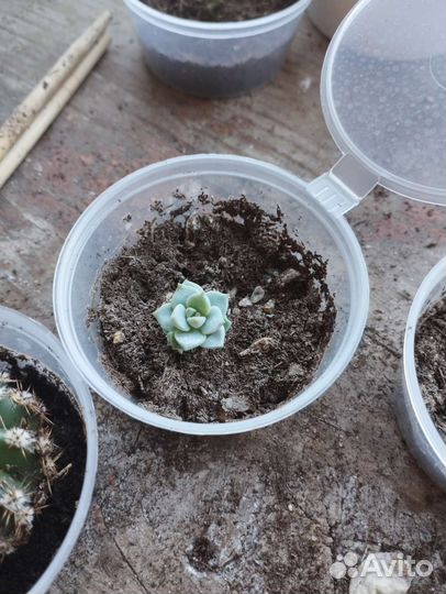 Кактусы и суккуленты