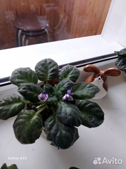 Сортовая фиалка Pat Fracey