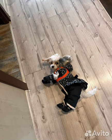 Щенки кавашон