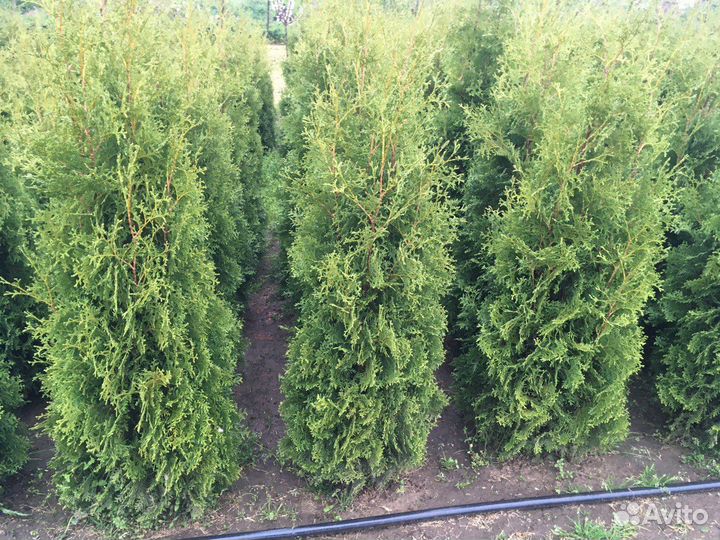 Туи, самшит, голубые ели из Питомника EcoLux Park