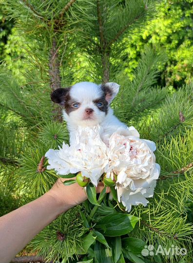 Мини эксклюзив