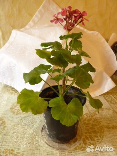 Продам цветы комнатные