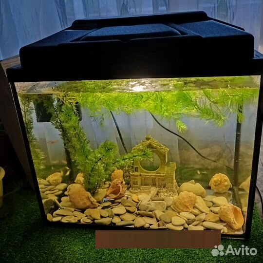 Готовый аквариум с рыбками