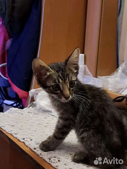 Котята в добрые руки приучены к лотку