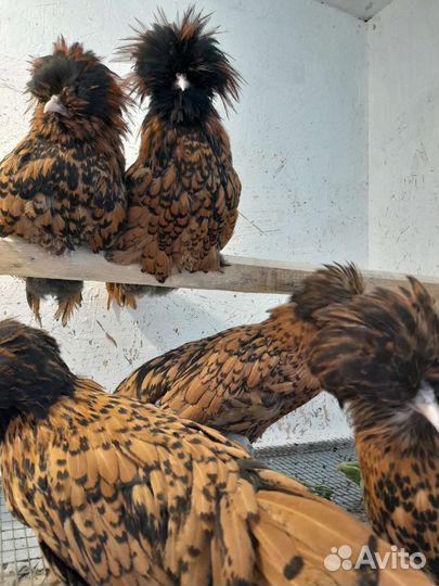 Куры Подуан золотистый