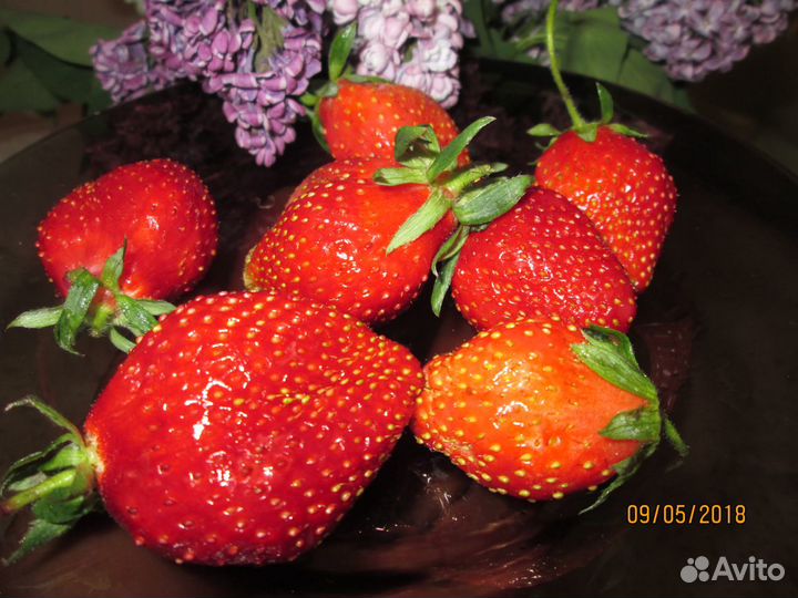 Растения и цветы для дачи и лоджии