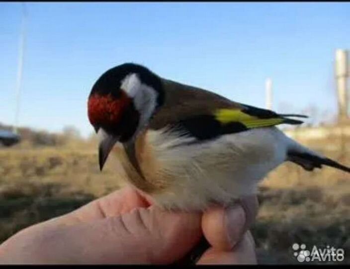 Певчие птицы