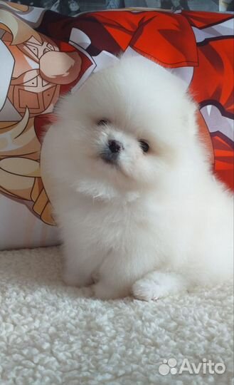 Шпиц мальчик