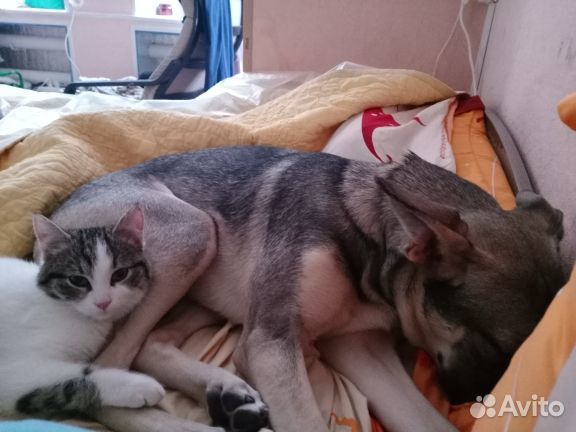 Котик Базиль