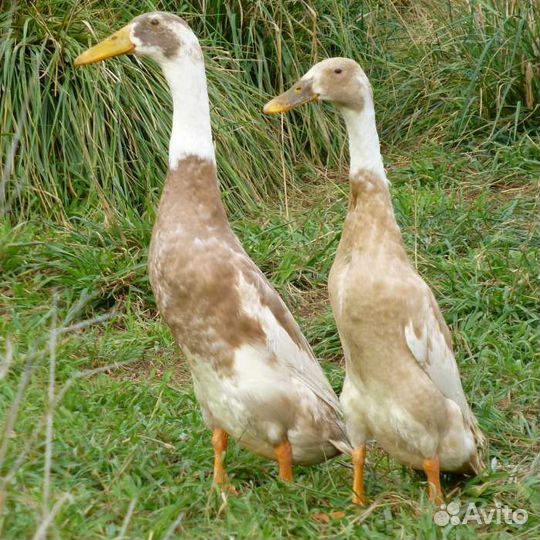 Утки индийский бегунок