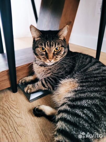 Котик, два года