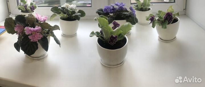 Фиалки и детки