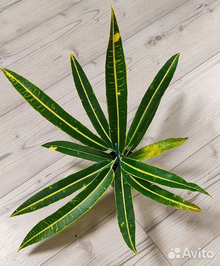 Кротон (кодиеум) обмен, продажа