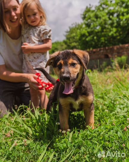 Собака в добрые руки отдам бесплатно