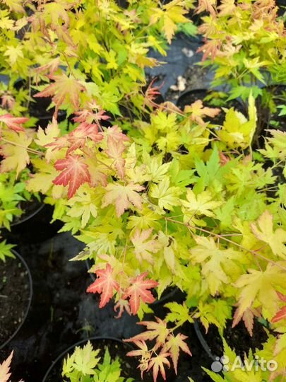 Клён пальмолистный Оранж Дрим