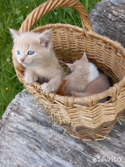 Котята персиковые