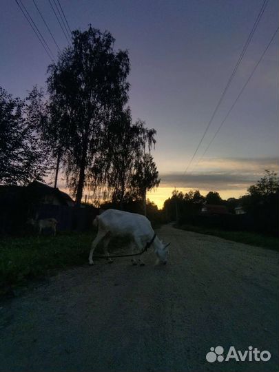Стадо коз