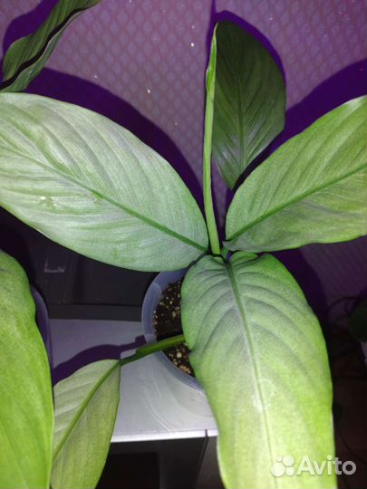 Спатифиллум Спилт милк серебряный/сизый,с деткой