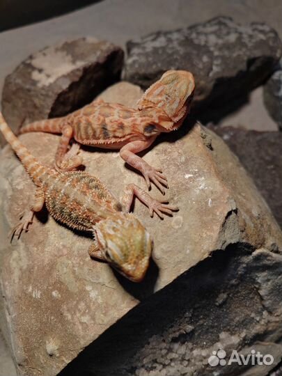 Эублефар, бородатая агама