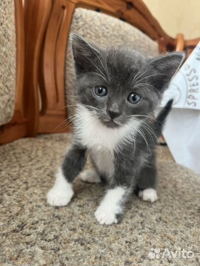 Котик в добрые руки