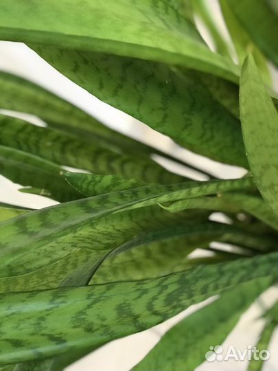 Сансевиерия