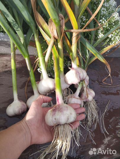 Помидоры домашние