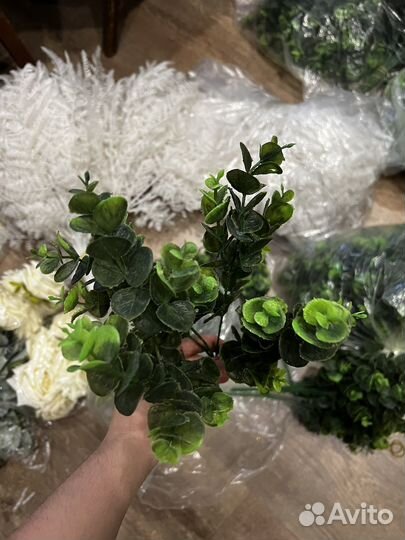 Веточки эвкалипта