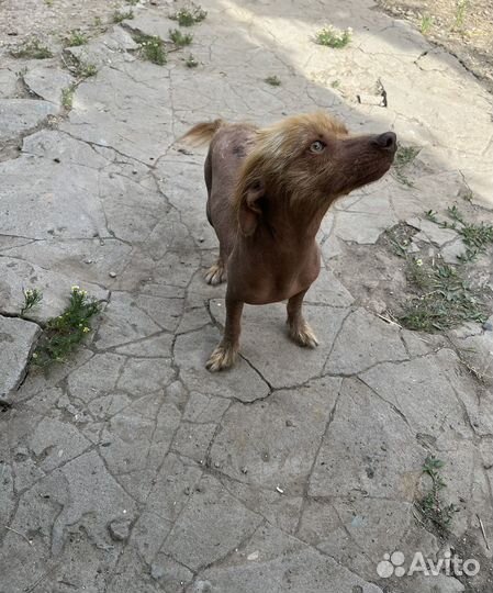 Китайская хохлатая