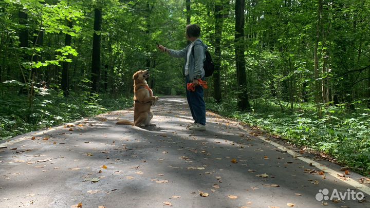 Дрессировка и воспитание собак