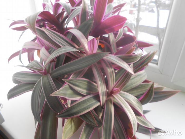 Комнатный цветок рео / традесканция покрывальчатая