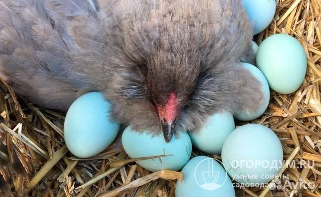 Цыплята и инкубационное яйцо. Ухейлюй, австролорп