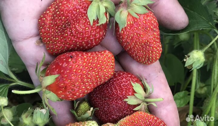 Саженцы клубники (земляники)