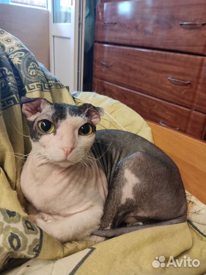 Кошка левкой