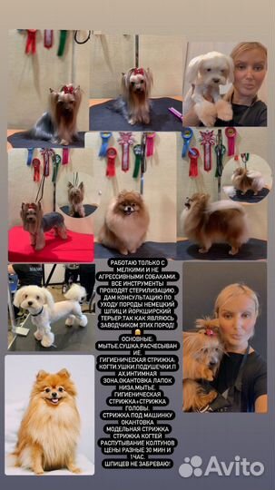 Груминг собак