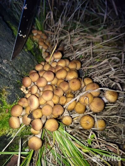 Продам грибы опята