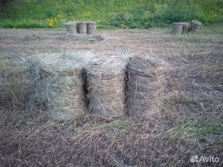 Продаётся сено в рулонах покос 2023 18-20кг