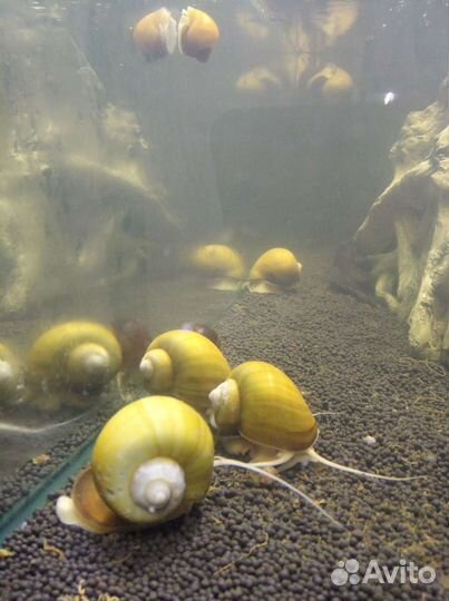 Улитки ампулярии