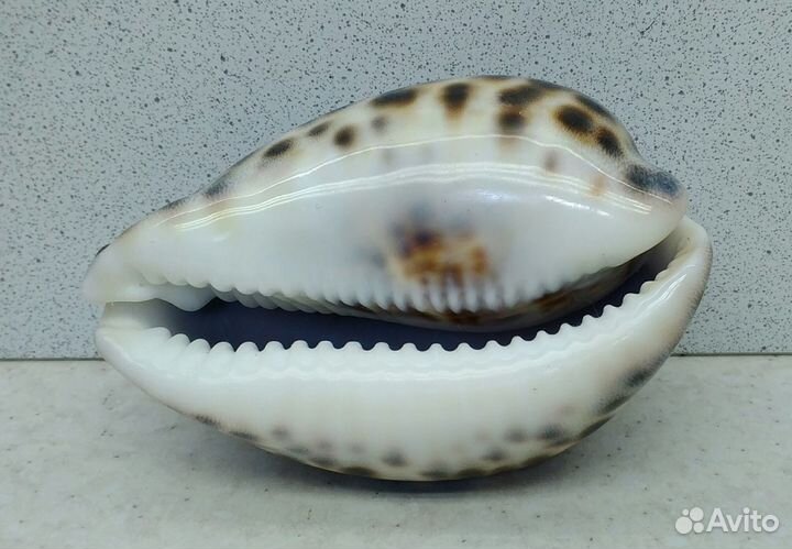 Ципрея Тигрис Каури 9,4 морская ракушка раковина