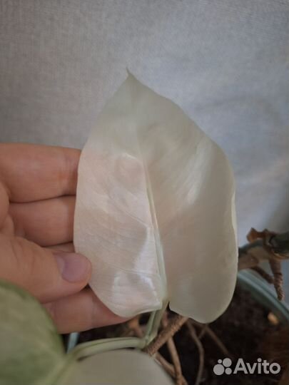 Монстера Альба