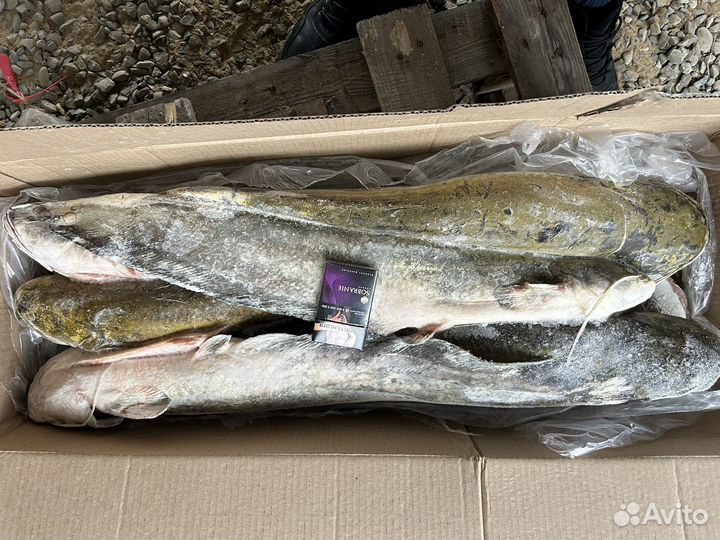 Рыба свежемороженая