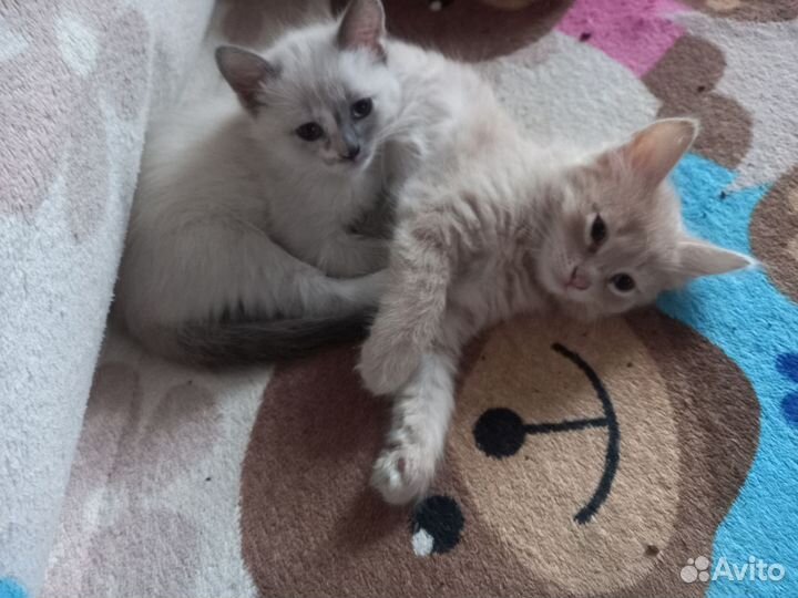 Кошка в дар бесплатно