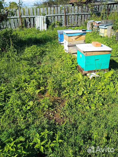 Продается пасека