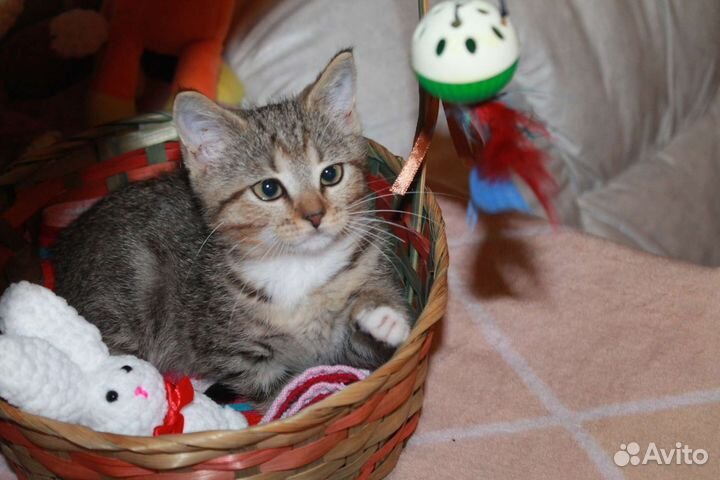 Кошечка в дар