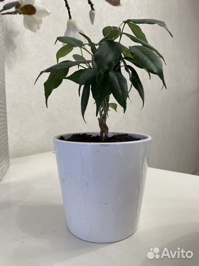 Фикус бенджамина