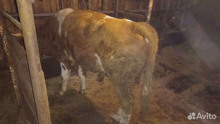 Быки герефорды