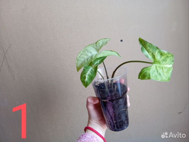 Сингониум ножколистный (подофиллум)