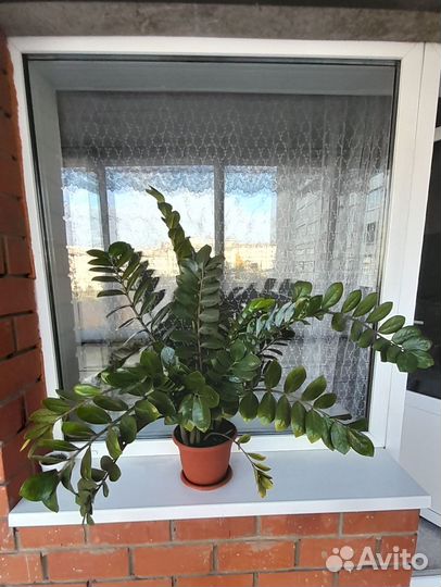 Замиокулькас (долларовое дерево)